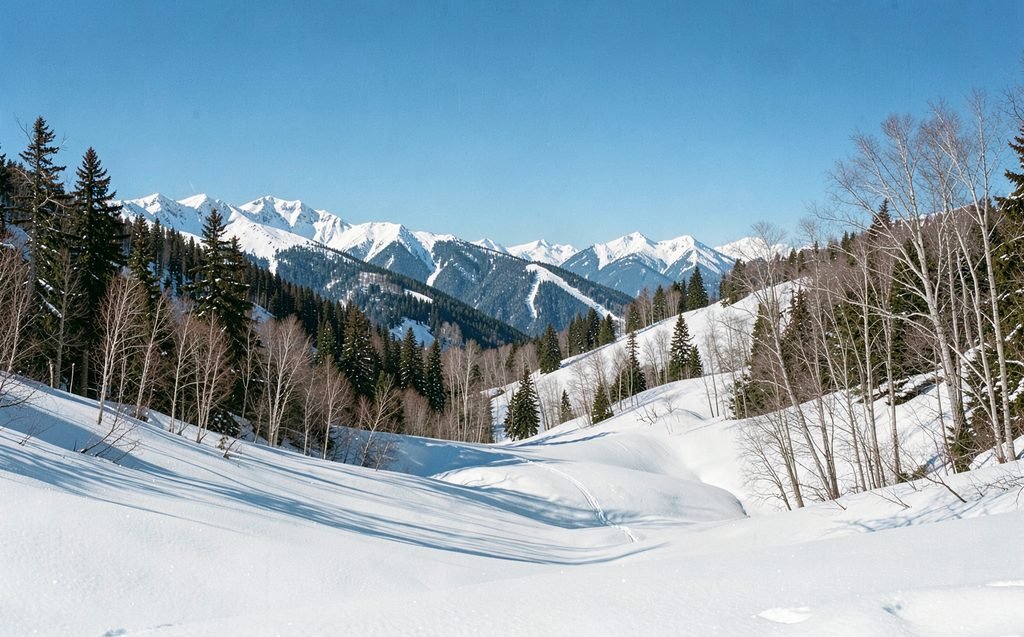 An untracked powder bowl with spruce and aspen glades under a blue sky