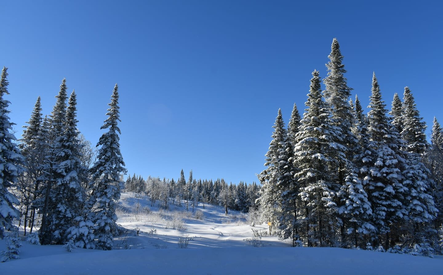 A skier in deep powder in an open bowl on a bright January morning
