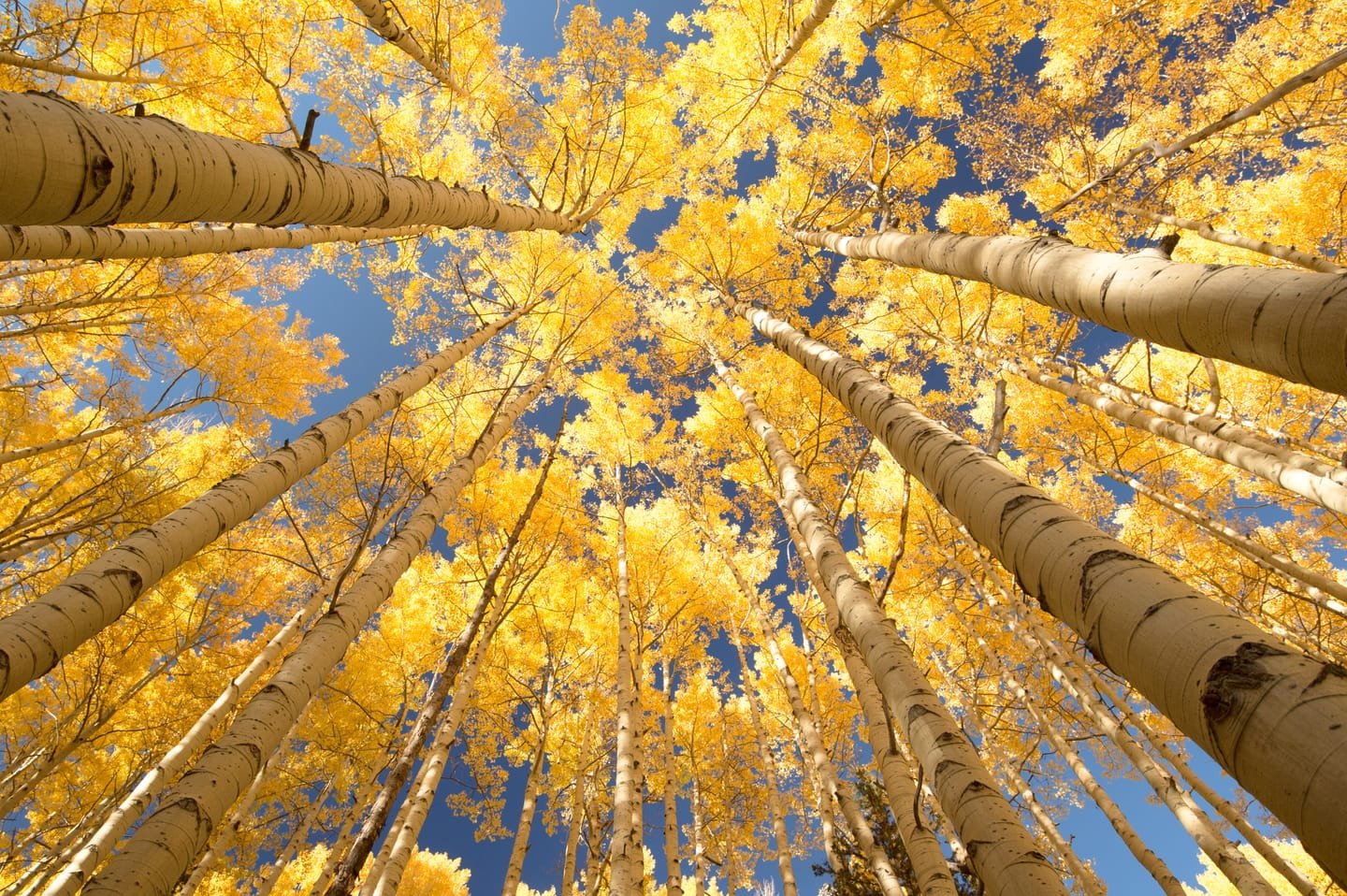 Looking up through golden aspen trees against a blue sky