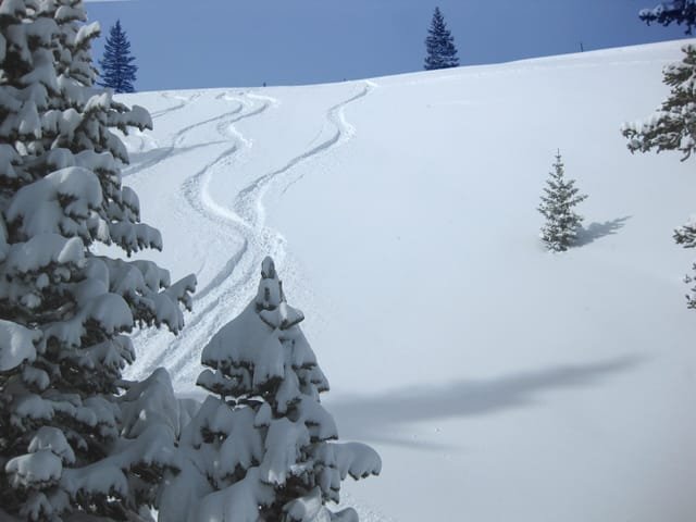 Fresh tracks through new snow among the trees