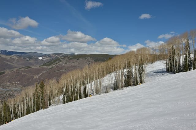 Aspen Alley on Aspen Mountain, lined with aspen trees